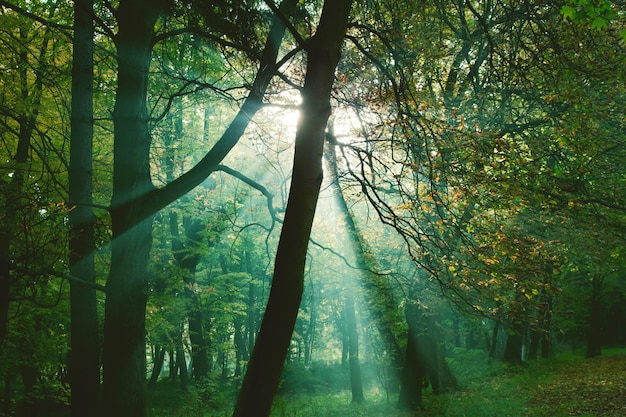 Sonnenstrahlen zwischen Bäumen im Wald