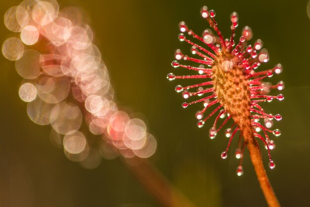 Sonnentau, Drosera intermedia