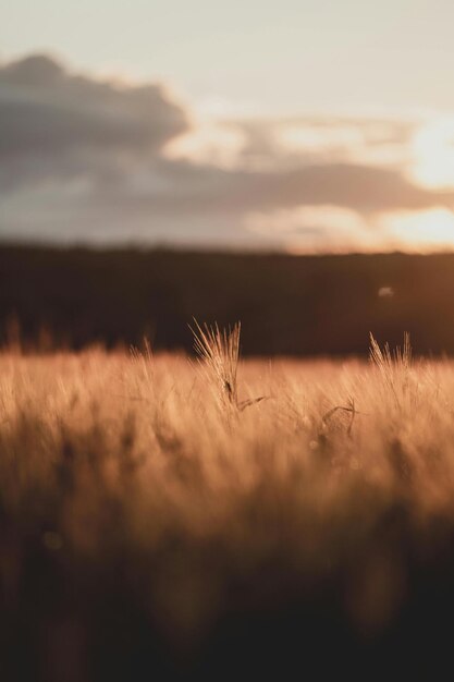 Sonnenuntergänge sind wie Gottes Gemälde am Himmel.