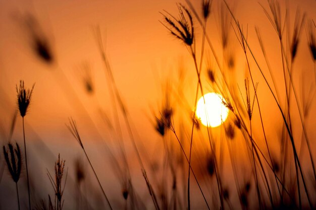 Sonnenuntergänge sind wie Gottes Gemälde am Himmel.