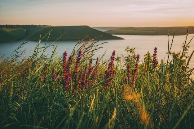 Sonnenuntergang am Fluss mit Gras und violetten Blumen