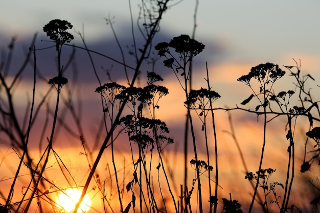 Sonnenuntergang am Himmel auf der Grasoberfläche