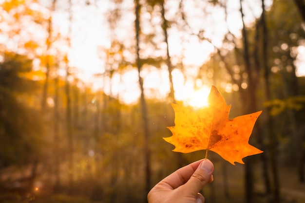 Sonnenuntergang an einem Herbstnachmittag einer Hand eines Mannes mit einem braunen Blatt, Herbstlandschaft, mit Kopier- und Einfügeraum