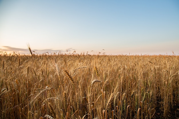 Sonnenuntergang auf dem Feld mit jungem Roggen oder Weizen im Sommer