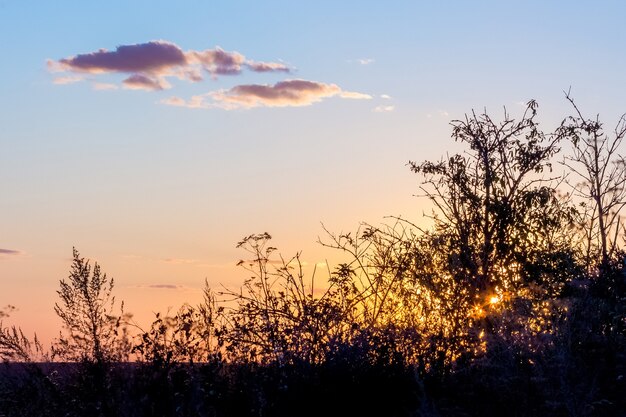 Sonnenuntergang auf dem Feld. Schattenbilder von Bäumen auf Himmelhintergrund während Sonnenuntergang