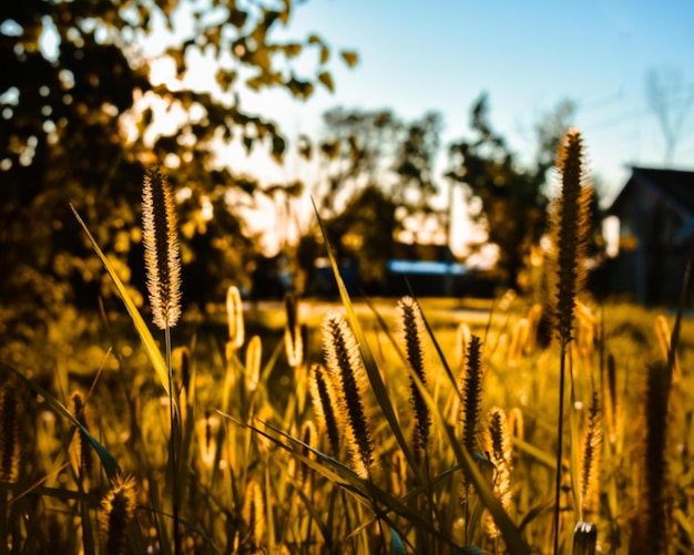 Sonnenuntergang auf dem Feld