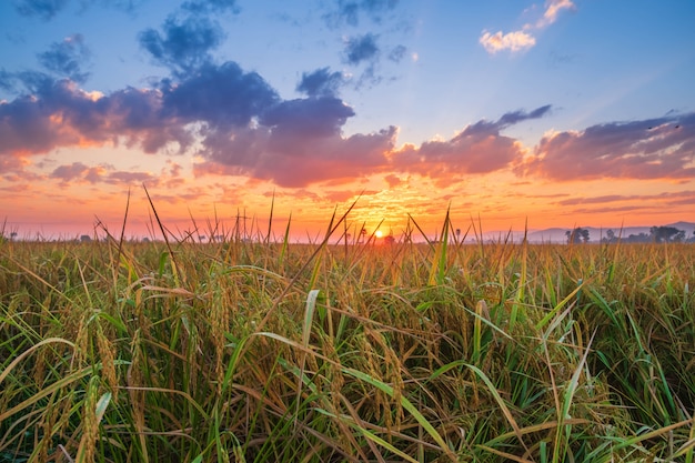 Sonnenuntergang auf einem Reisfeld