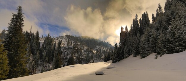 Sonnenuntergang auf einer Berglandschaft mit schneebedeckten Tannen