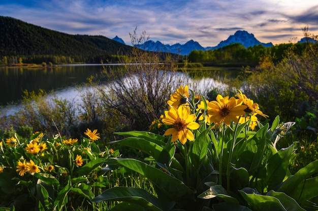 Foto sonnenuntergang bei oxbow bend mit blühenden wildblumen im grand teton nationalpark