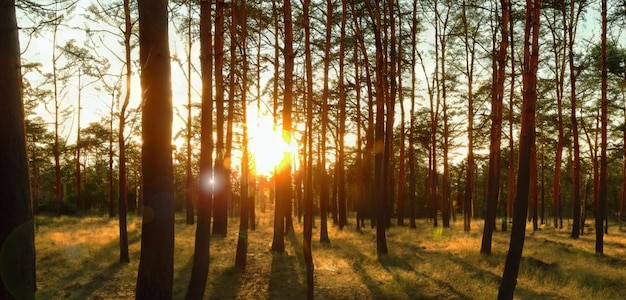 Sonnenuntergang im Kiefernwald Der Abendhimmel ist orange Wald im Sommer 3D-Illustration