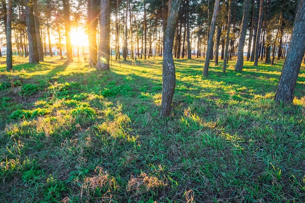 Sonnenuntergang im Park unter den Kiefern