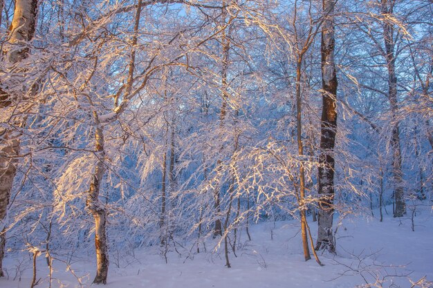 Sonnenuntergang im Sabaduri-Wald, schöne Winterlandschaft. Georgia