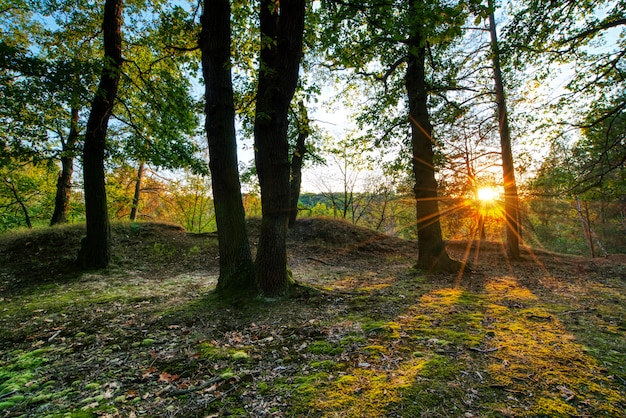 Sonnenuntergang im Wald