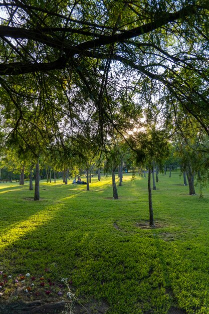 Sonnenuntergang in einem park sonnenuntergang menschen picknicken um bäume, die die sonnenstrahlen filtern guadalajara