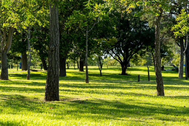 Sonnenuntergang in einem Parklicht, das durch die Bäume Lateinamerikas filtert