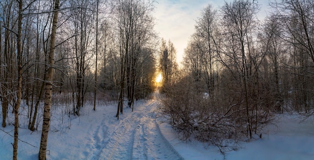 Sonnenuntergang in einem Winterwald mit einer entfernten Straße. Winterlandschaft. Gebiet Leningrad.