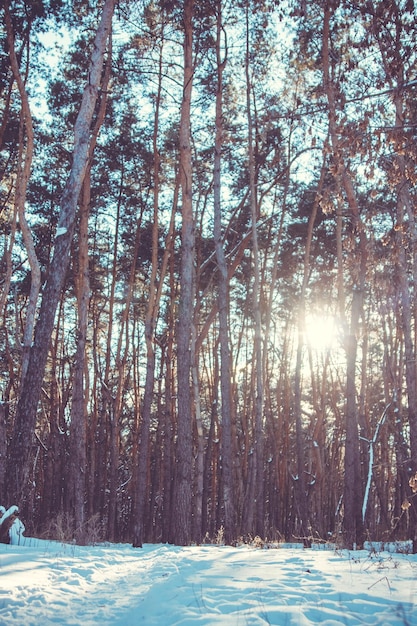 Sonnenuntergang in einem Winterwald. Verschneite Landschaft