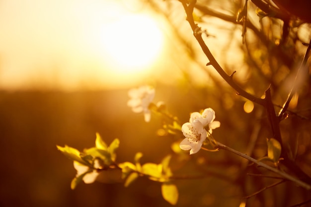 Sonnenuntergang Kirschblüte