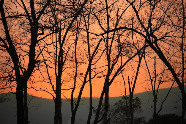 Sonnenuntergang mit der Silhouette der Bäume
