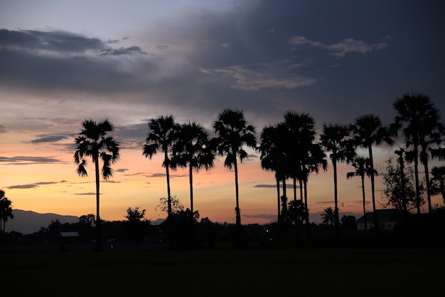 Sonnenuntergang mit Kokospalmen