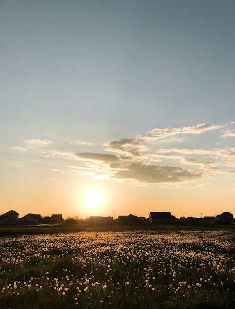 Sonnenuntergang Natur Horizont Wiese draußen Wolken Sommer Hintergrund. Sonne scheint zu Löwenzahn