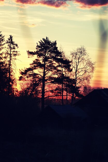 Foto sonnenuntergang pflanzenzweig sommer