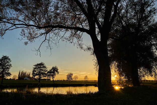 Sonnenuntergang über Baum