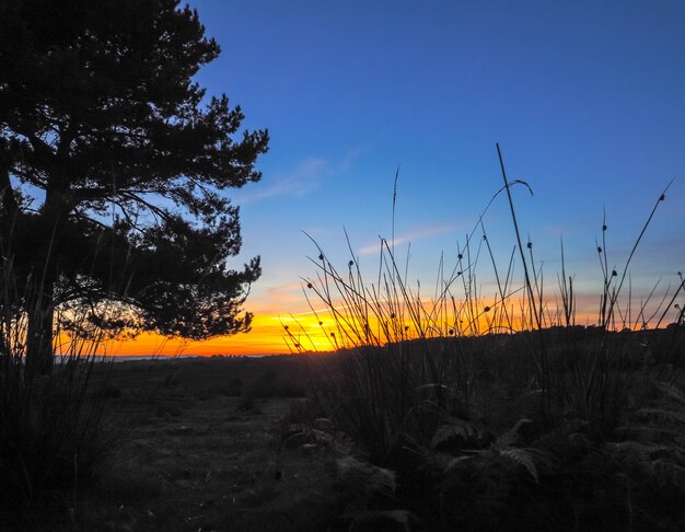 Sonnenuntergang über dem Ashdown Forest in Sussex