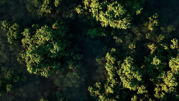 Sonnenuntergang über einem dichten grünen Wald im Nebel an einem sonnigen Tag