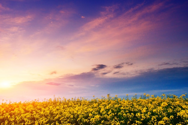 Sonnenuntergang über einem Feld