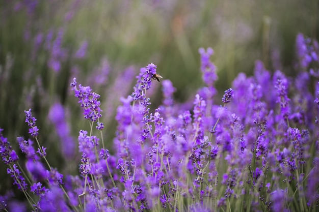 Sonnenuntergang über einem violetten Lavendelfeld in der Provence, Hokkaido