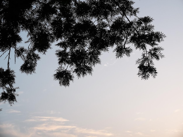 Sonnenuntergang und Baum