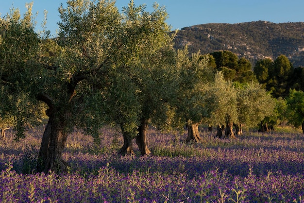 Sonnenuntergangbilder des Olivenwaldes am Sommertag stockfoto