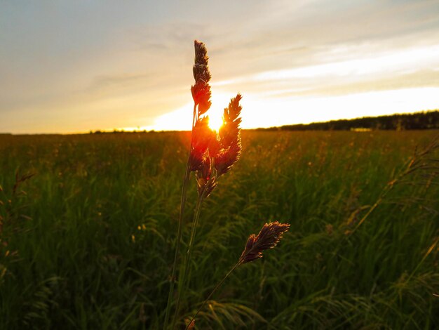 Sonnenuntergangslandschaft mit orangefarbenem Himmel am ruhigen See