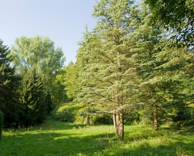 sonnig beleuchtete Vegetation im Liliental