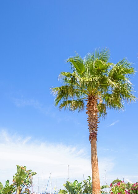 Sonnige Ansicht des Tages zur Palme