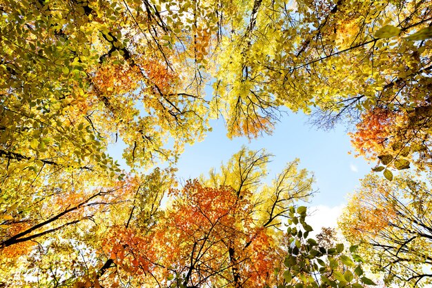 Sonnige Ansicht von unten zu den bunten Bäumen in der Herbstsaison