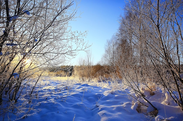 sonnige Aussicht im Winterwald, Sonnenlandschaft Natur