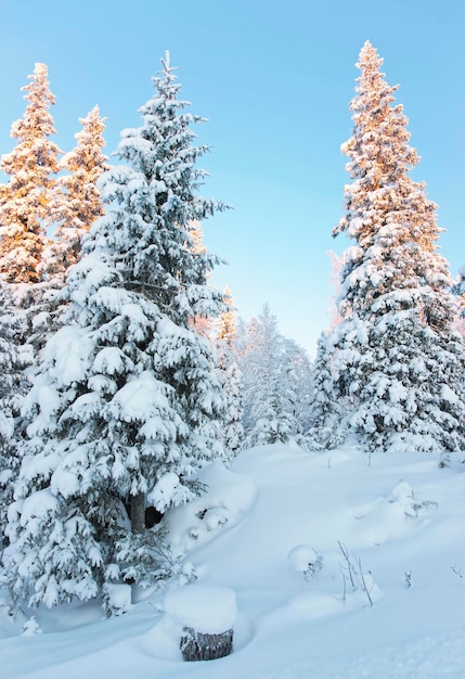 Sonnige Baumkronen in einem schneebedeckten Wald im Dorf Ruka in Finnland im Polarkreis im Winter