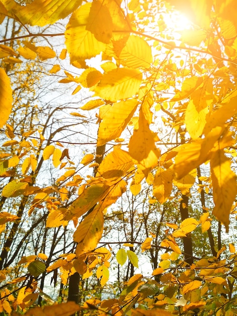 Sonnige Herbstlandschaft. Schöne Herbstbaumblätter im Park.