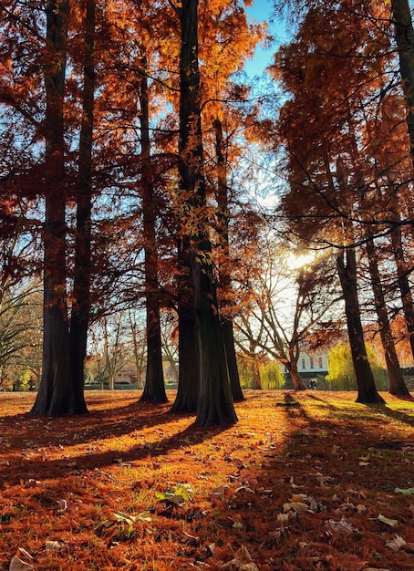 Sonnige Herbstlandschaft