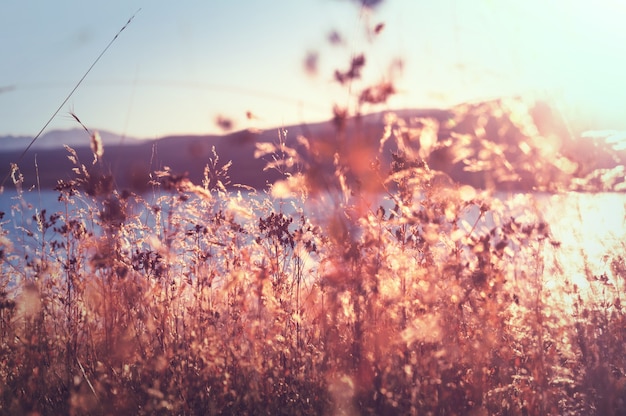 Sonnige Herbstwiese. Natürlicher Hintergrund.