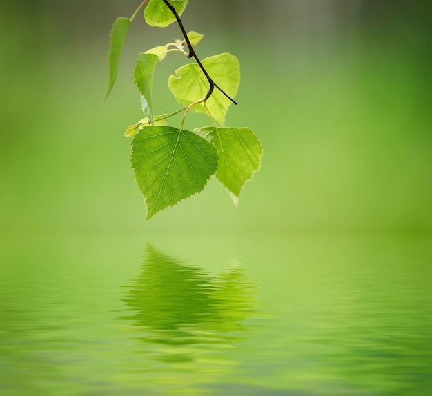 Sonnige junge grüne Frühlingsblätter aus natürlichem Öko-Saisonhintergrund der Birke mit Kopierraum und Wasserreflexion