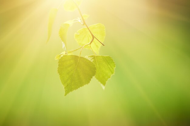 Sonnige junge grüne Frühlingsblätter der Birke natürlicher Öko-Saisonhintergrund mit Kopierraum