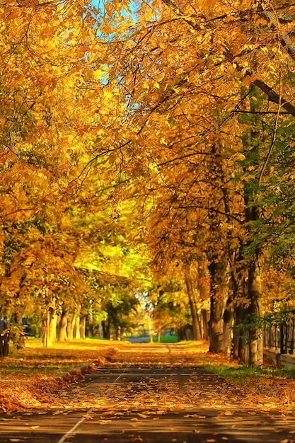 Sonnige Landschaft im Herbstpark, Herbstsaisonhintergrund orange Park