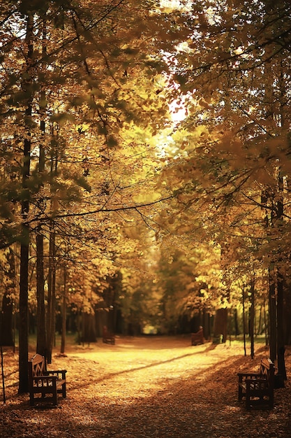 Sonnige Landschaft in der Herbstpark-Herbstsaison