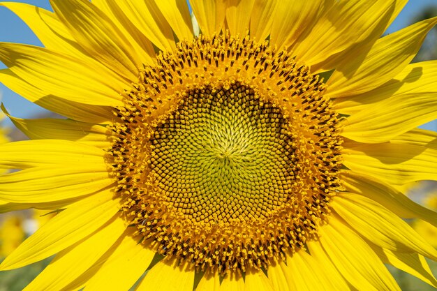 sonnige Sonnenblumen-Nahaufnahme als Hintergrund
