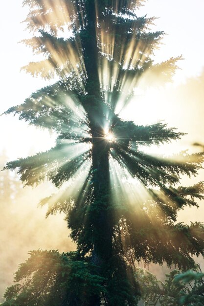 Foto sonnige strahlen