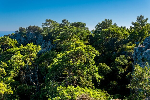 Sonnige tropische Landschaft mit Wald zwischen Küstenklippen und Meer in der Ferne