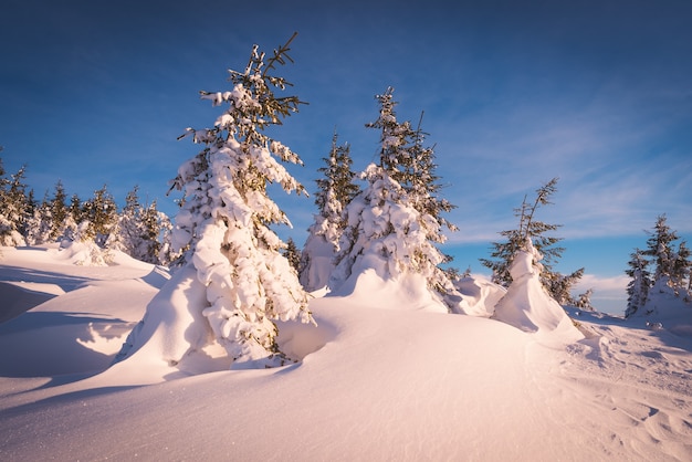 Sonnige Winterlandschaft mit schneebedeckten Bäumen. Weihnachtsansicht